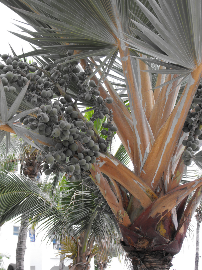 Palmera con frutos 2 de 3