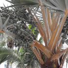 Palmera con frutos 2 de 3