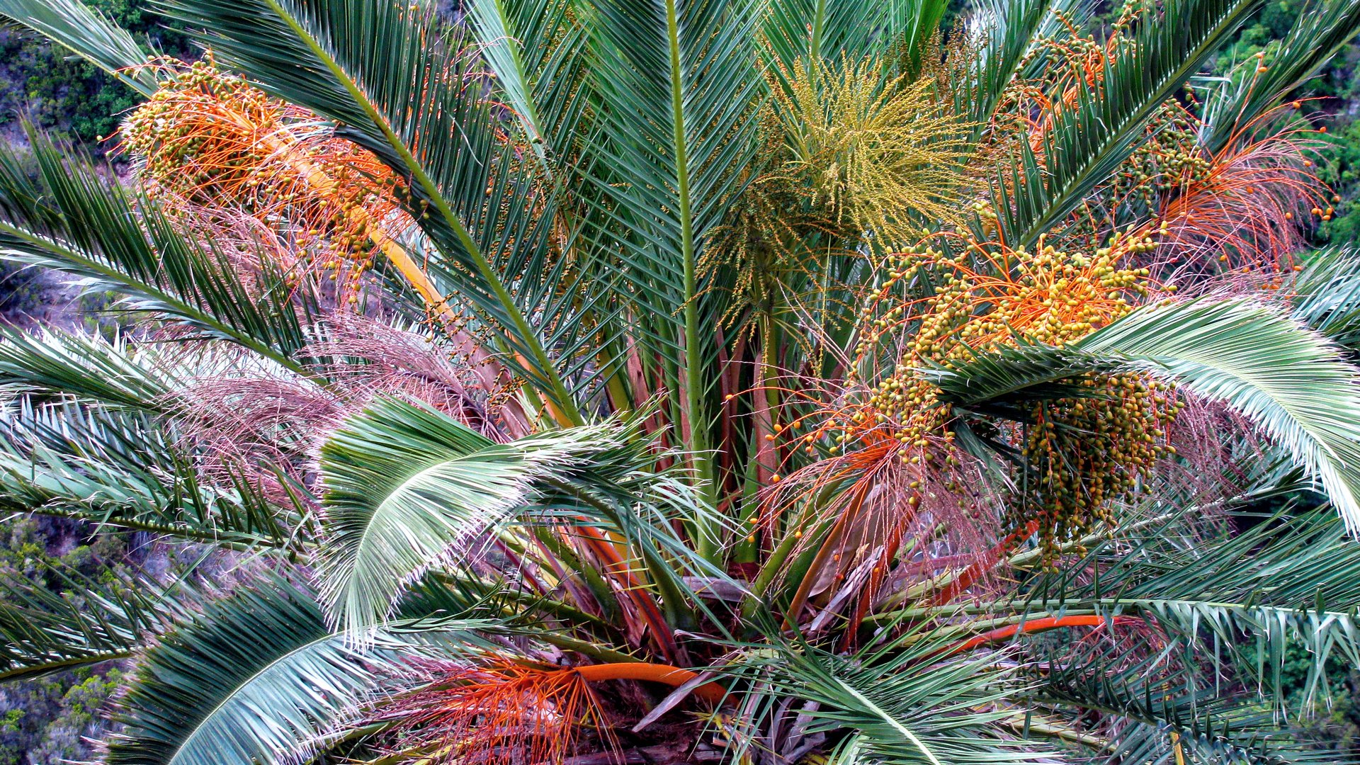 Palmera Datilera - La Gomera