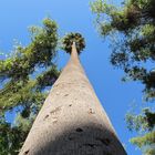 palmera de gran altura