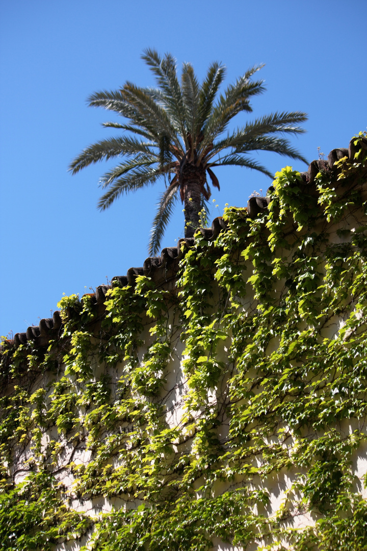 palmera del vecino