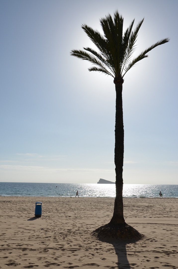 Palmera e isla