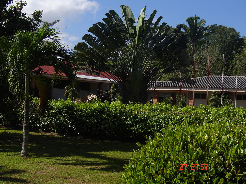 Palmera en Tela, Honduras