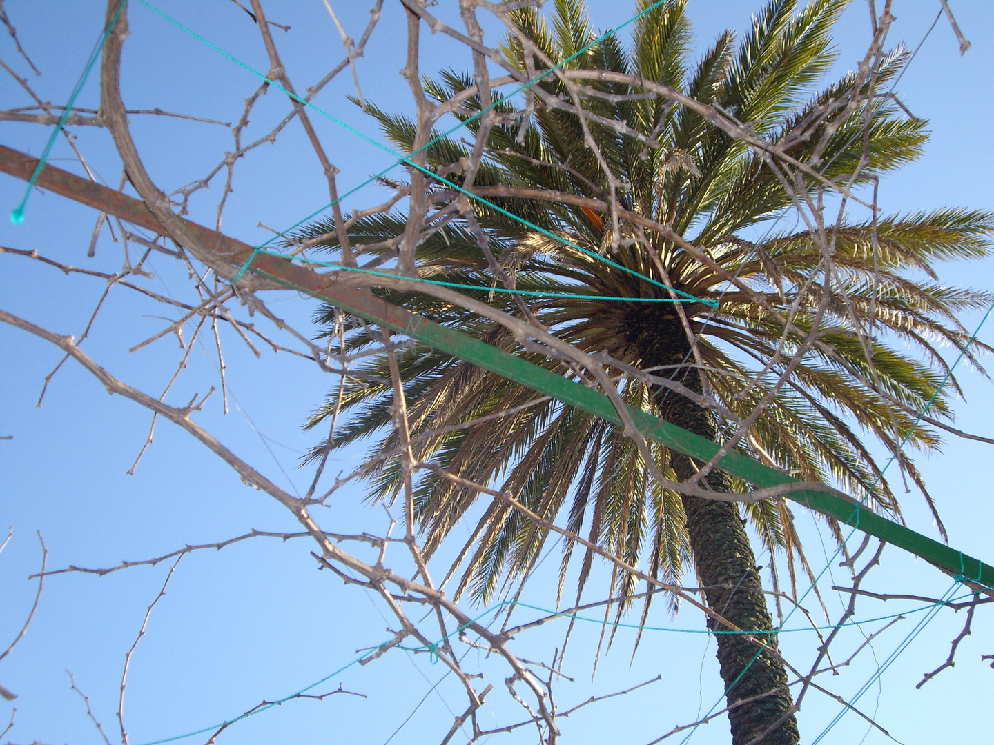 palmera entre ramas