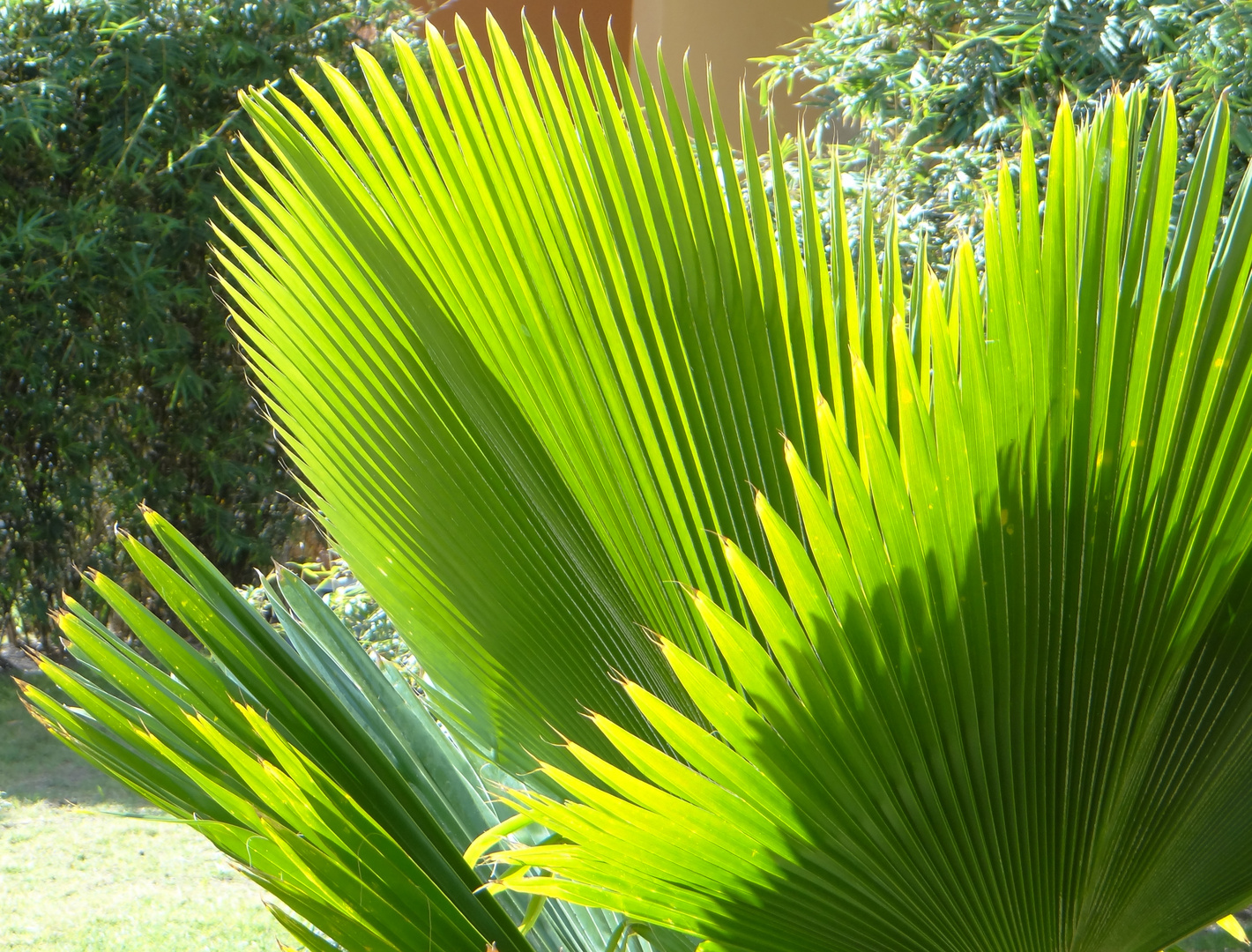 Palmera