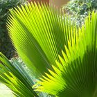 Palmera