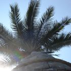 palmera