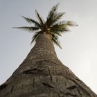 palmera