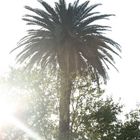 Palmera