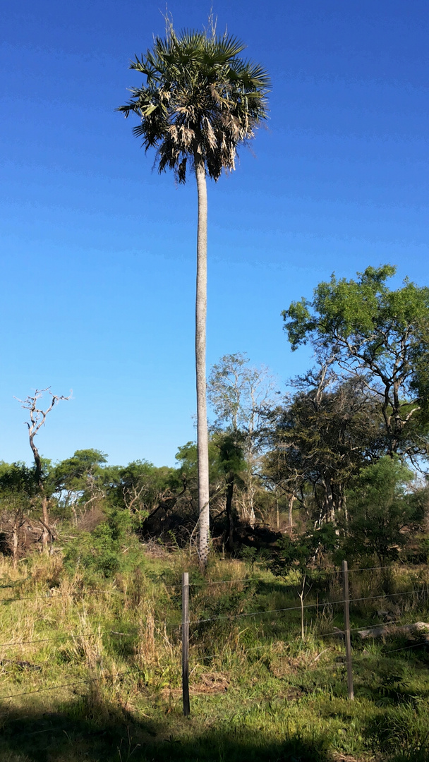 Palmera Pindo