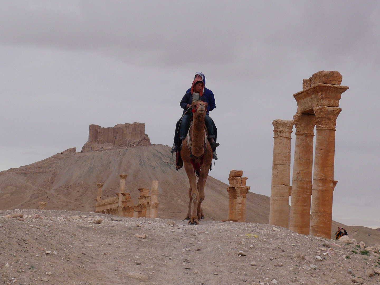 Palmera, Syria