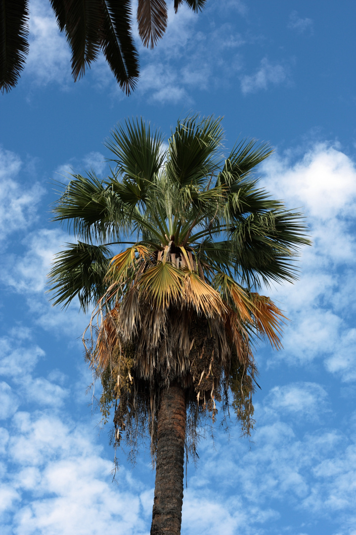 palmera washingtona en Sevilla