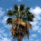 palmera washingtona en Sevilla