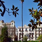 Palmera Washingtona Robusta