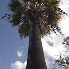 PALMERA (washingtonia filifera)