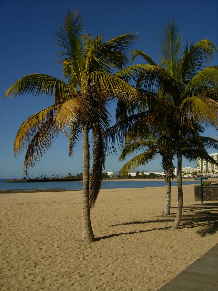 Palmeras