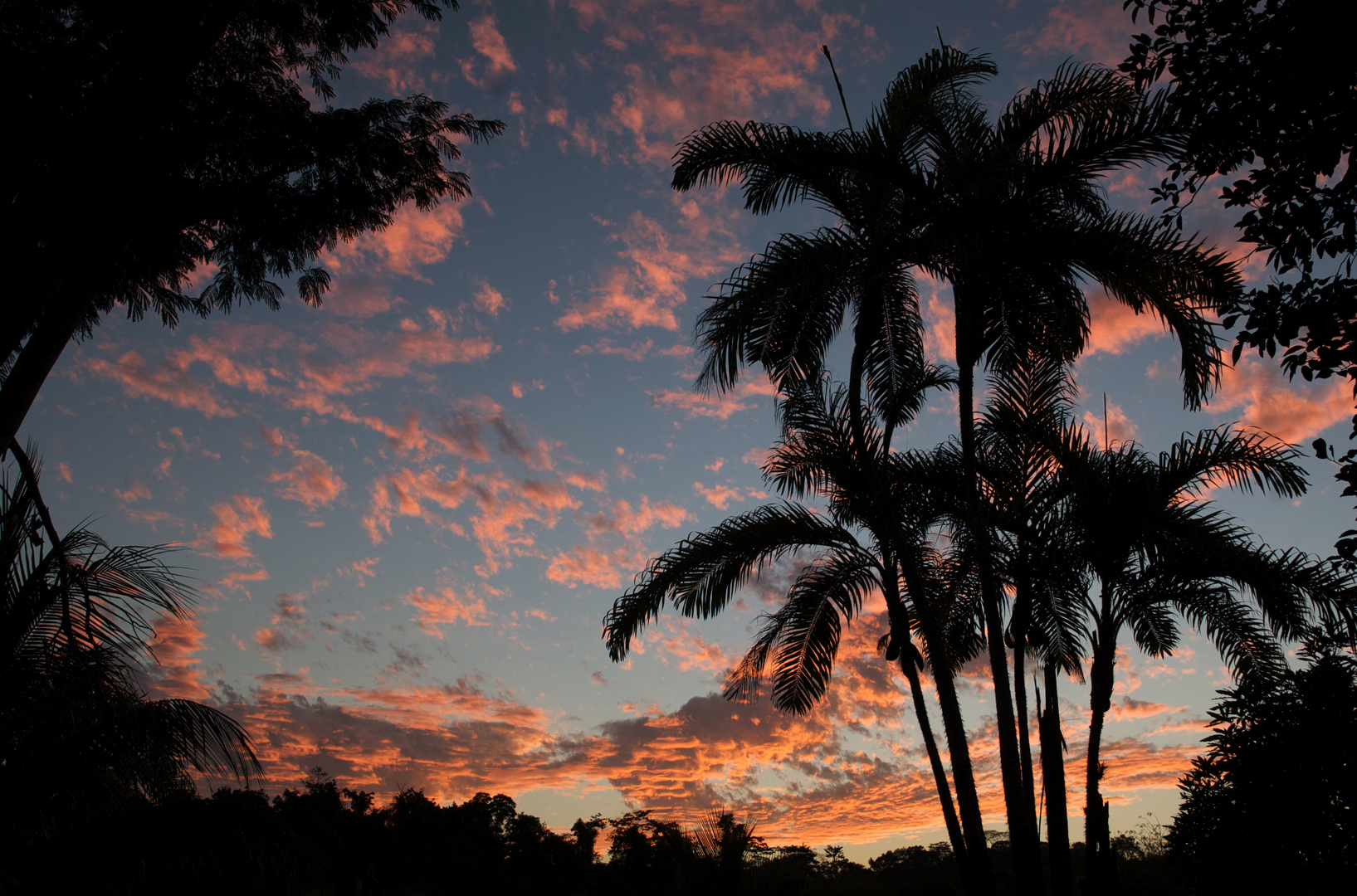 Palmeras Al Atardecer Imagen And Foto Paisajes Atardeceres Y