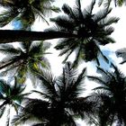 palmeras coco islands costa rica