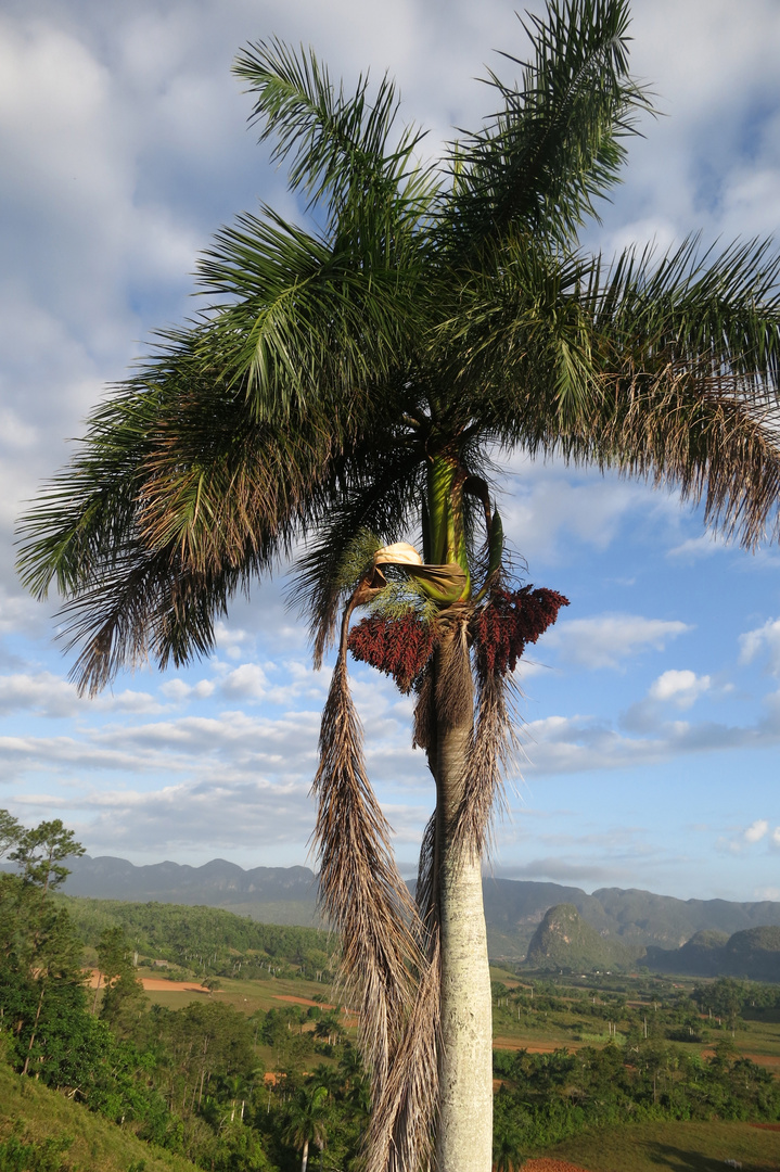 Palmeras de Cuba