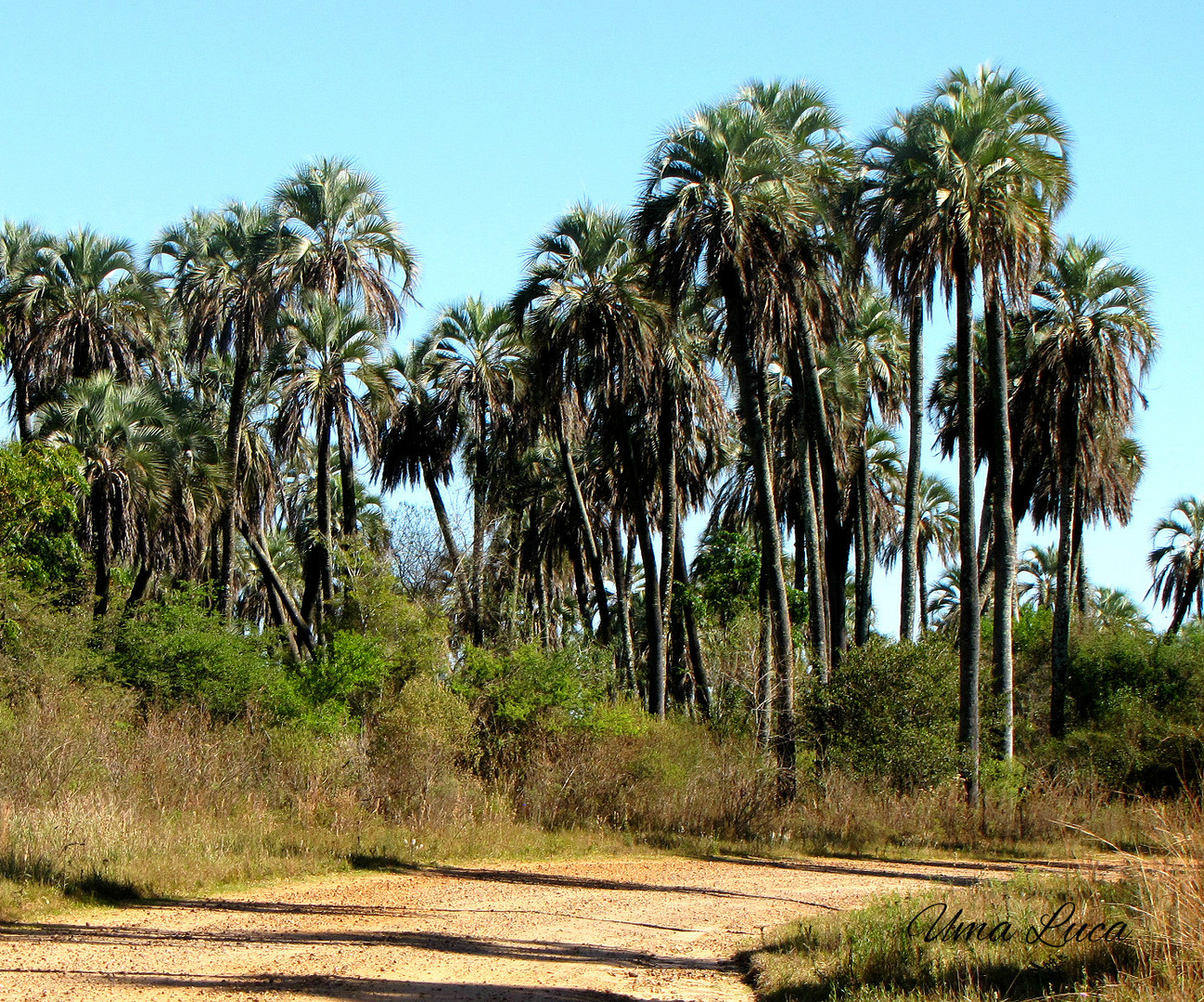 Palmeras