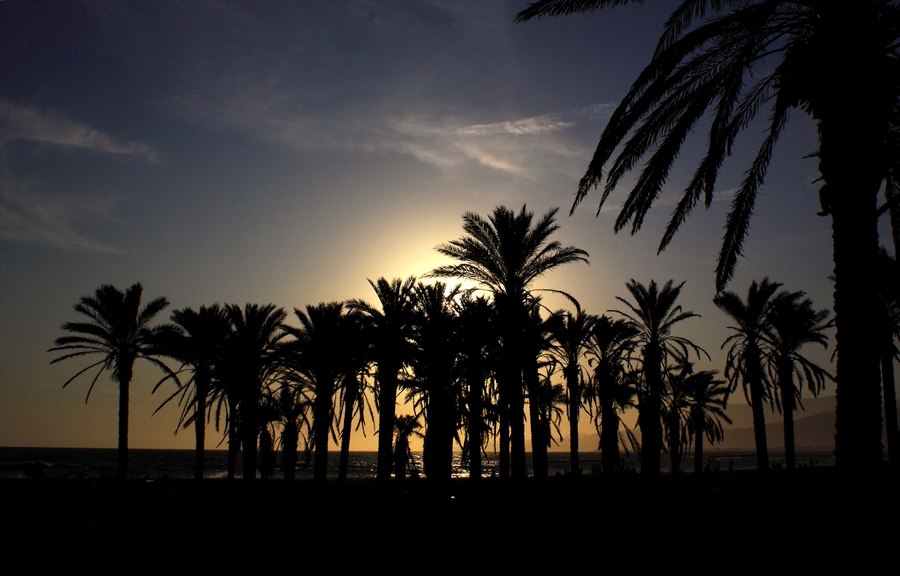 Palmeras en la playa