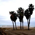 Palmeras en la playa