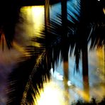 Palmeras en negro
