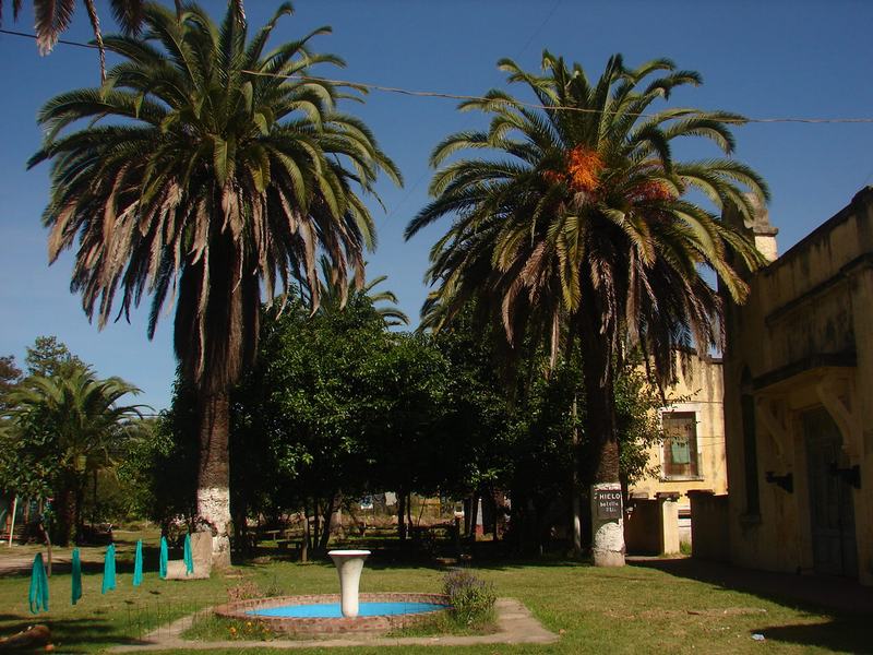 palmeras palmer en el parque