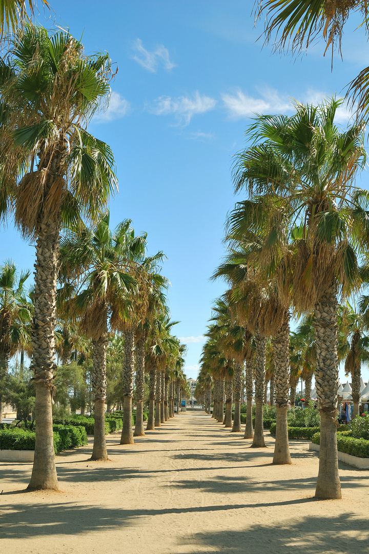 Palmeras Paseo marítimo de Valencia