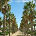 Palmeras Paseo marítimo de Valencia