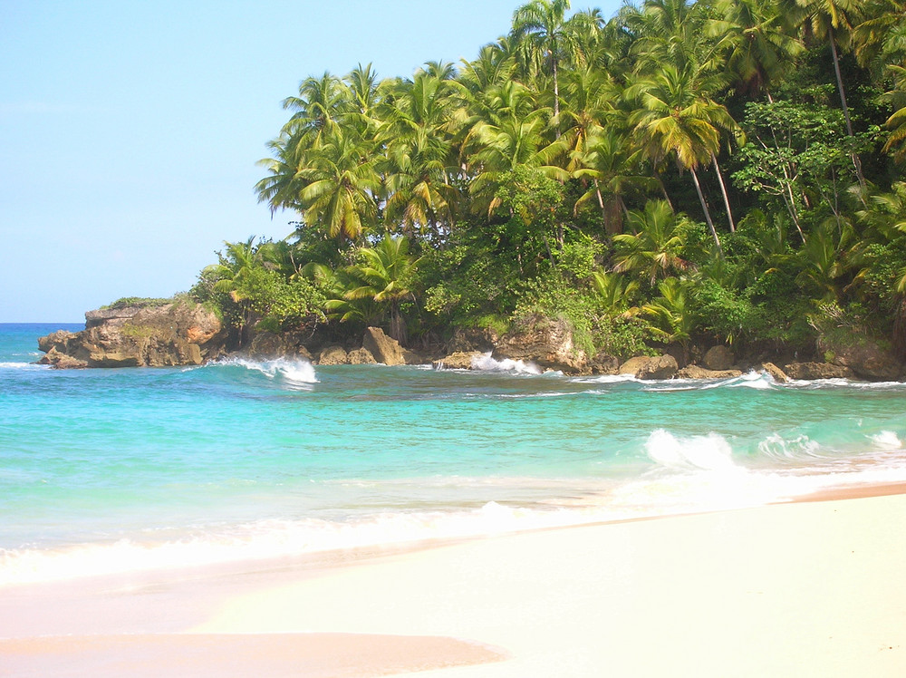 palmeras y olas