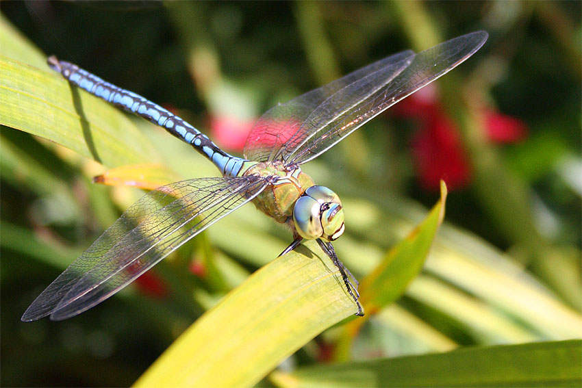 Palmerische Libelle