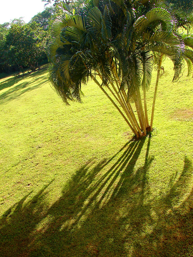 Palmerita a sombrosa!