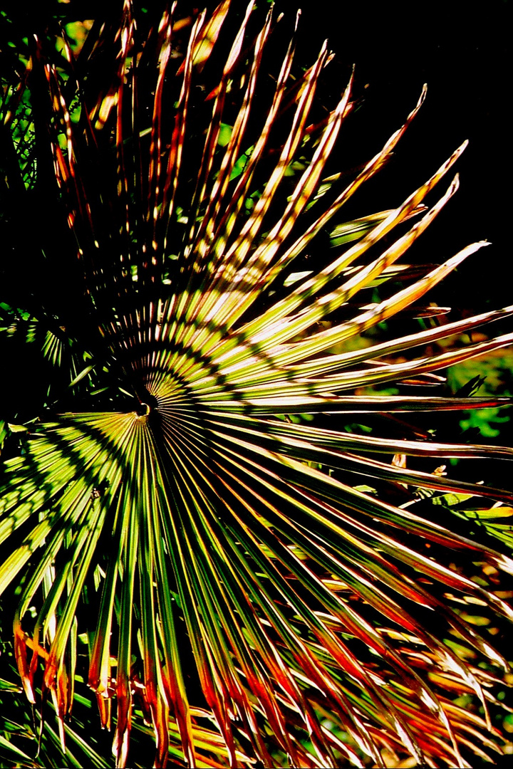 Palmes qui font la roue