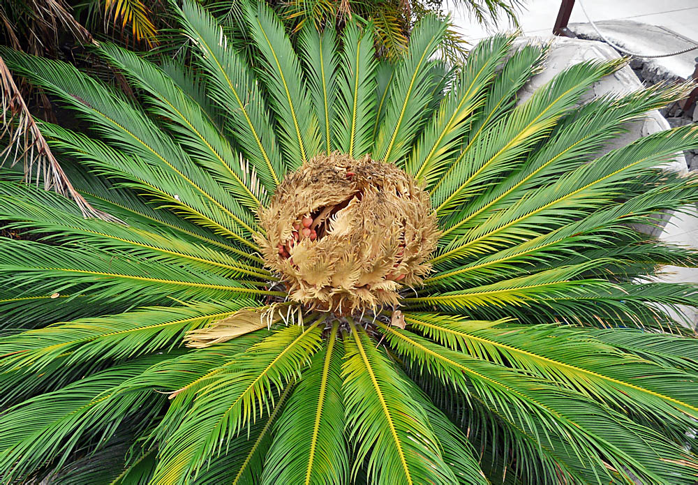 Palmfarn