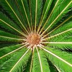 Palmfarn