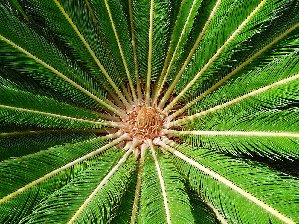 Palmfarn