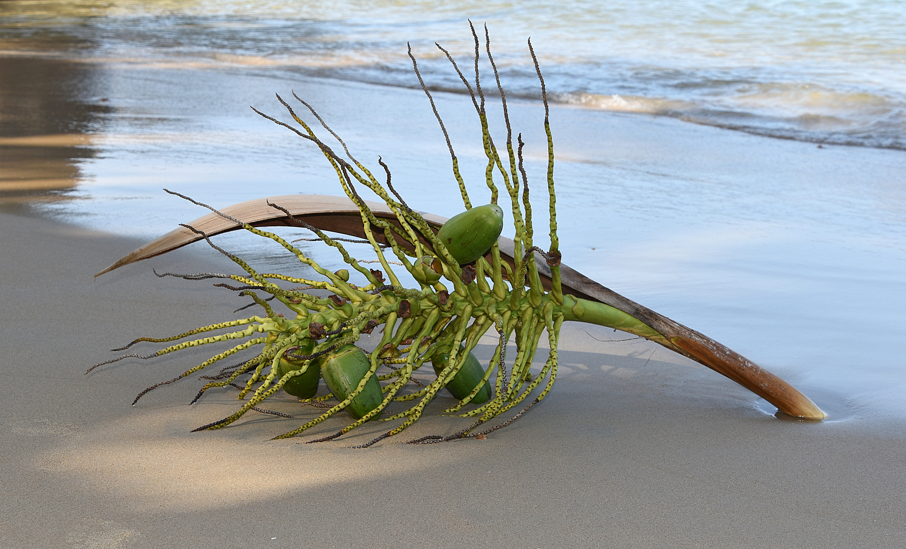 Palmfrucht