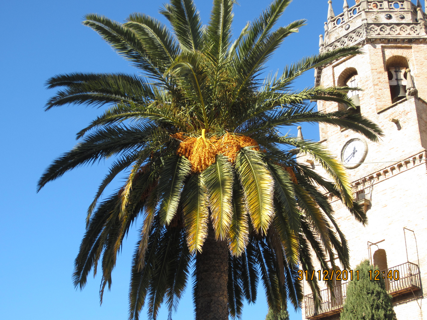 Palmfrucht oder fruchtiges in der Palme