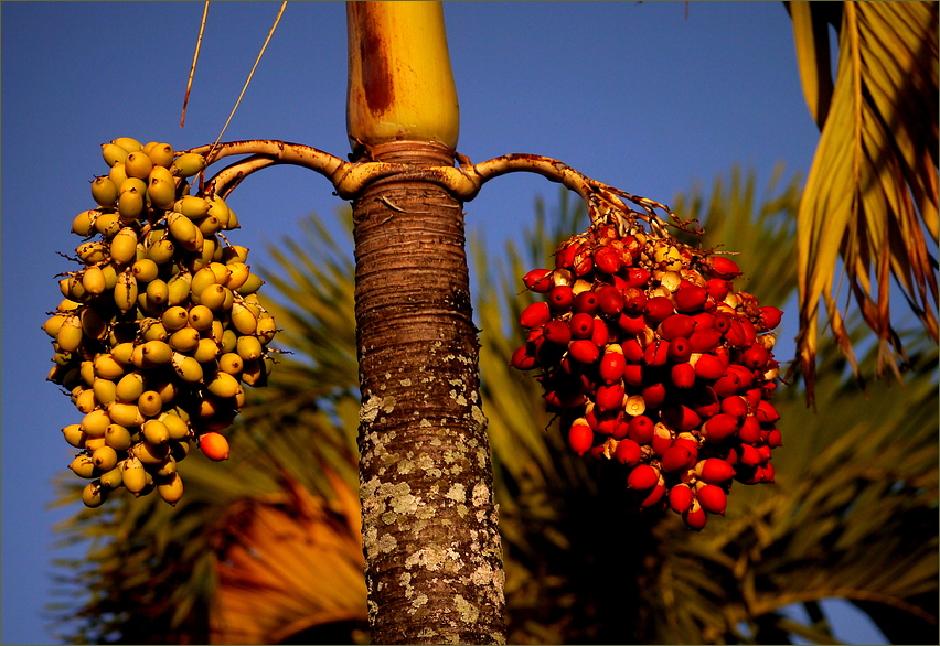 Palmfrüchte...