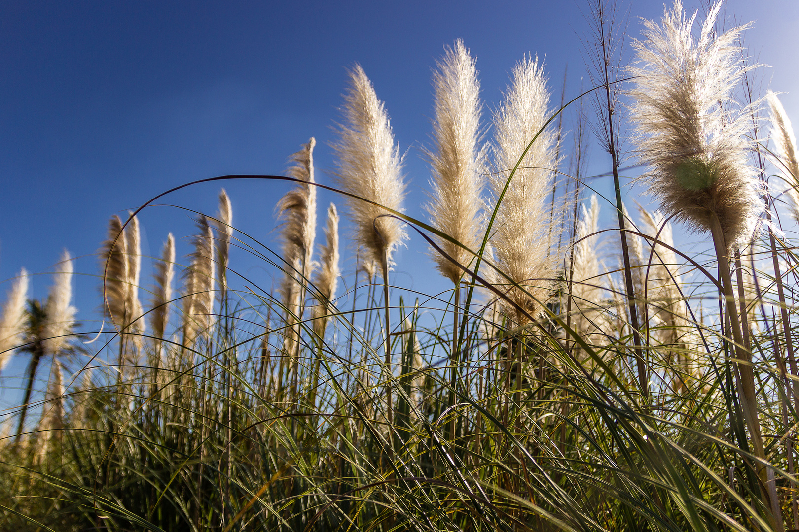 Palmgras