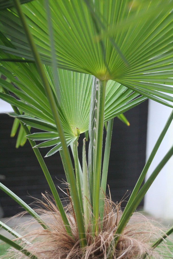 Palmherz