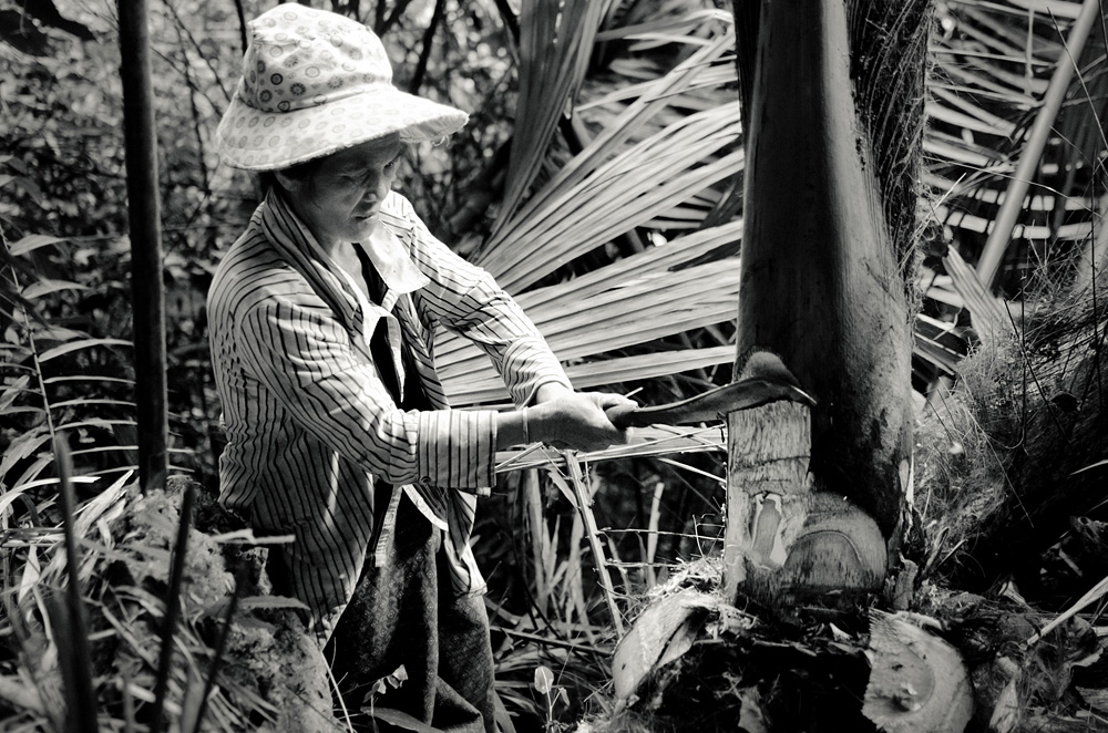 Palmherzen ernten in Laos