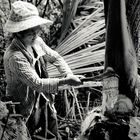 Palmherzen ernten in Laos