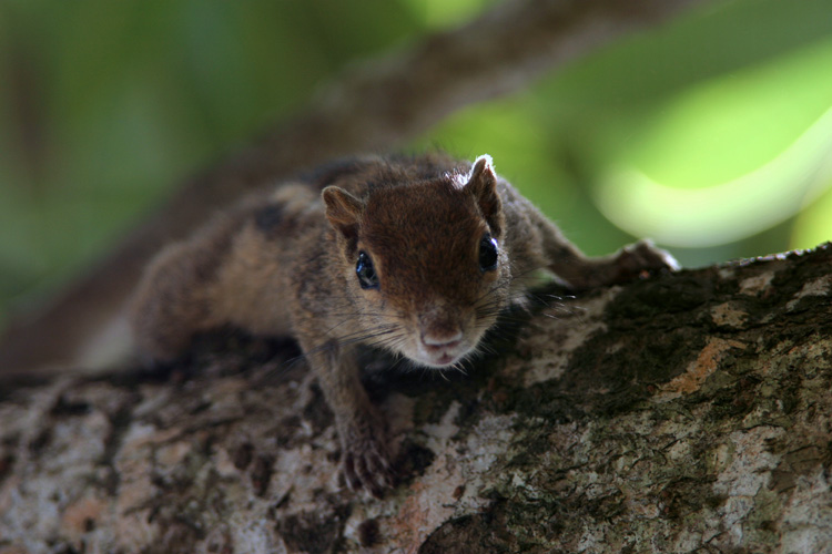 Palmhörnchen