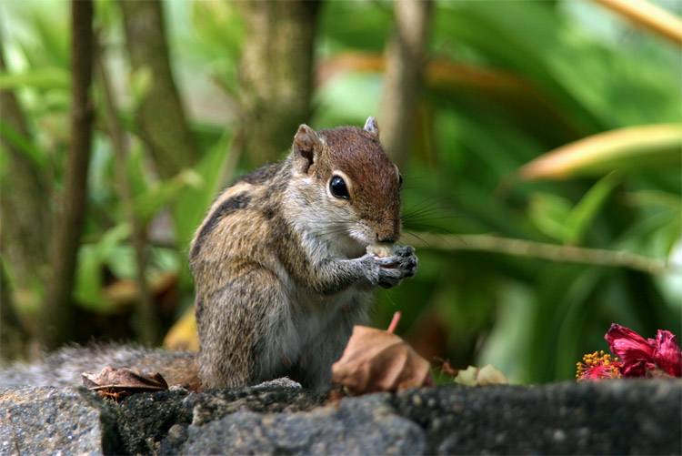 Palmhörnchen II