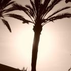 Palmier au soleil