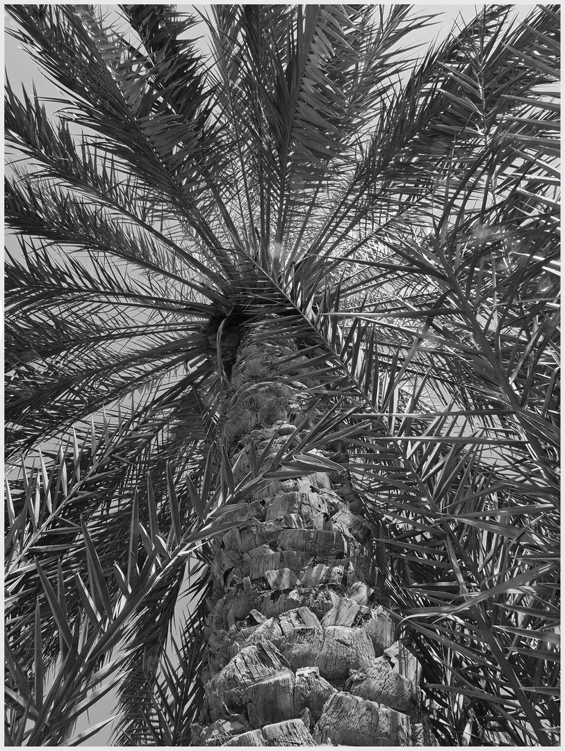 Palmier-dattier au repos