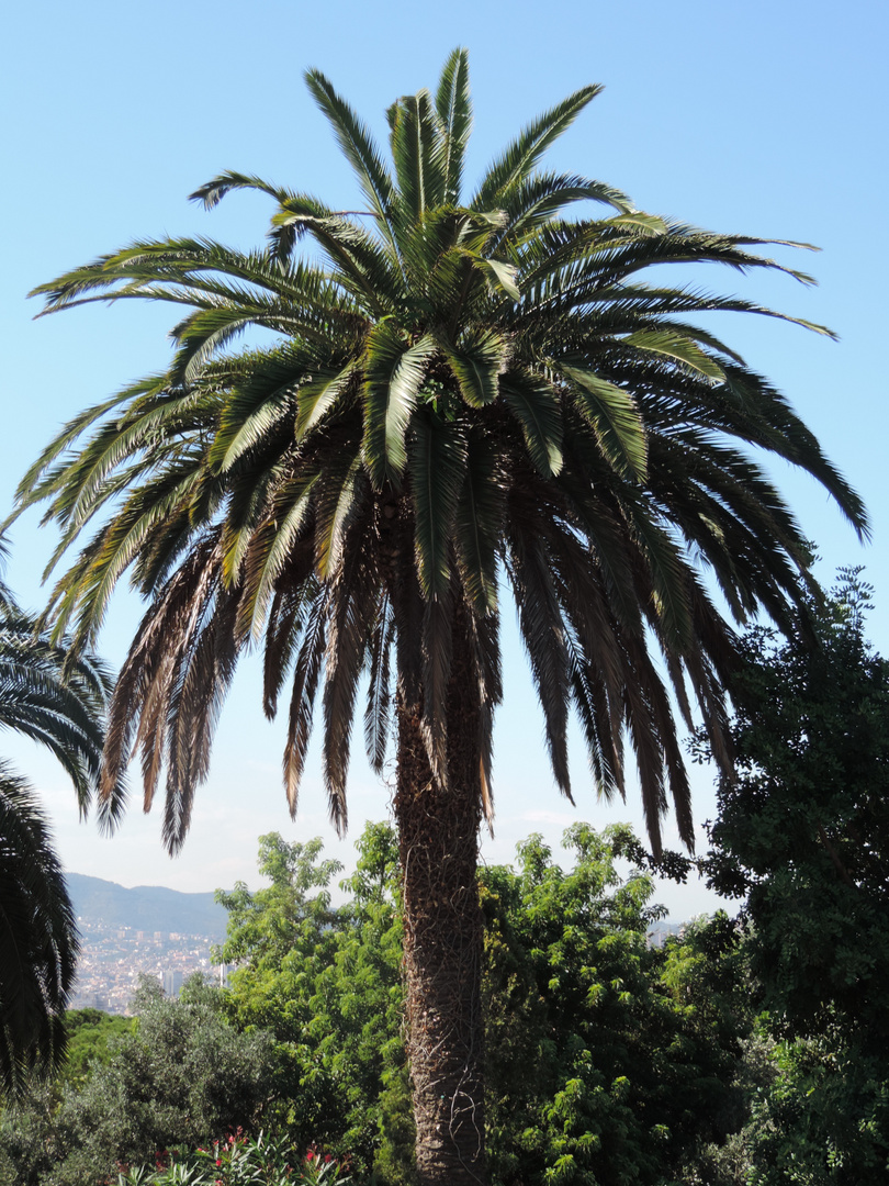 Palmier d Espagne photo et image arbres espagne nature Palmier d Espagne photo et image arbres espagne nature