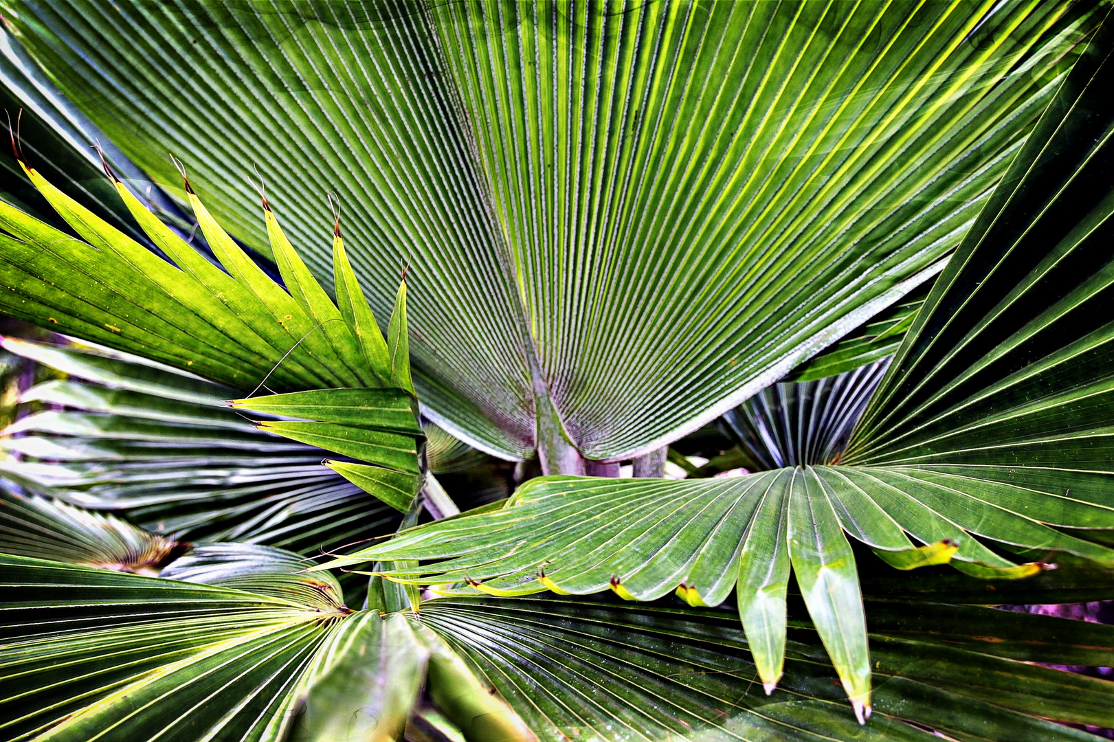 palmier en éventail